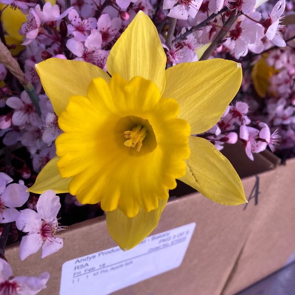 Meet your Posher, Ap - Picture 1 of 1